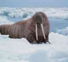 Naseljena walruses, sve dnu naletio tamo