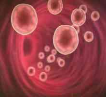 Gdje je slika bijelih krvnih stanica u ljudi?