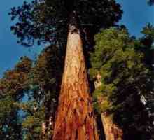 Gdje raste najveći stablo na svijetu