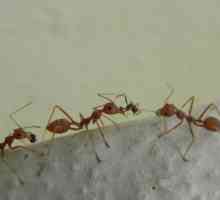 Gel od mrava „veliki ratnik” - učinkovit alat