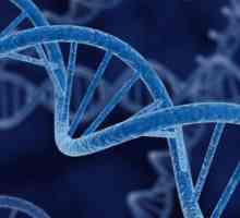Gene, genom, kromosom: definicija, struktura, funkcija
