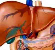 Hepatomegaly: difuzna promjena jetre. Struktura unutarnjih organa
