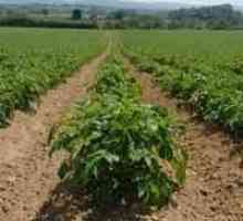 Herbicidi za krumpir - posljednji argument protiv korova
