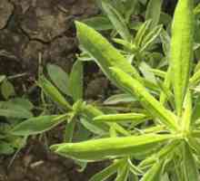 Herbicidi za suzbijanje korova: vrste i metode djelovanja
