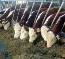 Hereford krave: posebno uzgajanje, sadržaj cijene za mlade i rasplodnih životinja