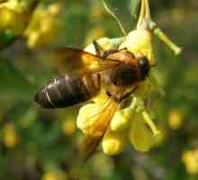 Himalajski pčele: halucinogena med i njegova ekstrakcija