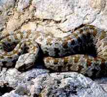 Viper - zmija je opasan, ali vrijedan lijek za otrov