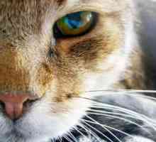 Suppurating oči mačke, što da radim? Zašto mačke oči zagnojiti