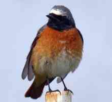Zajednička crvenperka - lijepa i korisna ptica
