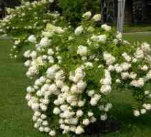 Hortenzija „grandiflora” - bogato cvjetanje grm za svoj vrt