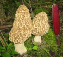Morel gljiva: vrste i prehrane