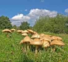Gljiva za kuhanje: livada gljive