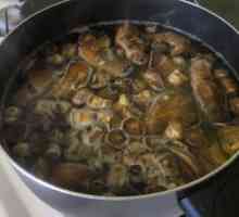 Gljiva juha. Opcije za kuhanje i preporuke