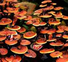 Gljiva Ganoderma: ljekovitost i primjena. Mišljenje liječnika i pacijenata