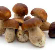 Vrganj gljiva: opis i recepti