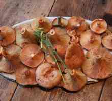 Gljive gljive kako kuhati? Savjeti o tome kako kiseliti gljive gljive koje su natječaj i ukusna