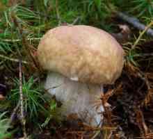 Gljive jestive i otrovne gljive - kako prepoznati? Glavne vrste otrovnih gljiva