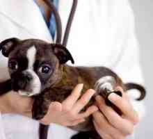 Kabarovsk, veterinarska ambulanta: kako odabrati, što tražiti, kako bi vaš bolesni ljubimac sretan