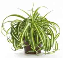 Chlorophytum: korisna svojstva nezahtjevna biljka