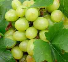 Dobri grožđe: recenzije, opisi