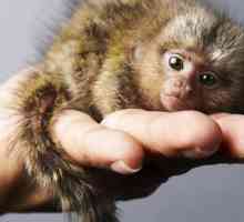 Majmunima - mali majmun s velikim očima. Kratak opis obrasca