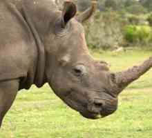 Indijski nosorozi: opis, stanište, fotografije