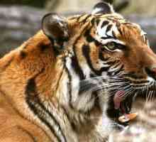 Indokineski Tigar: opis sa fotografijama