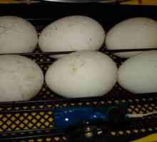 Inkubacija guska jaja u kući: s uvjetima i preporukama
