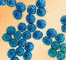 Razdoblje inkubacije od rotavirusa kod odraslih i kod djece. Simptomi infekcije rotavirusom