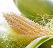 Zanimljivo pitanje je: koliko kalorija u kukuruzu?