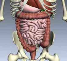 Koji su organi se ljudski probavni sustav? Opis strukture i funkcije