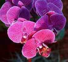 Graciozan ljepota orhideja: skrb kod kuće. phalaenopsis