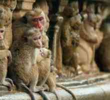 Promjena hijerarhiju u majmuna. Čudesni svijet primata