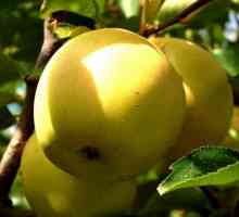 Zlatne jabuke. Raznolikost jabuke Golden Delicious: opis, slika