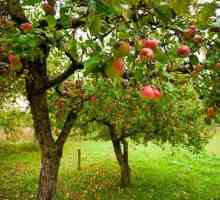 Apple Tree prvak: opis sorte. Značajke prvaka jabuka