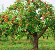 Apple Tree „Florin”: kratak opis stanja bilja raste