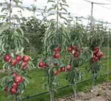 Apple Tree Ogrlica Moskva: recenzije, opisi