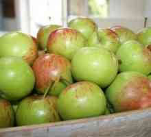 Jabuka Orlik: lijepa voće s prekrasnim mirisom
