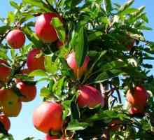 Apple Tree: Sadnja i Briga za sadnicama