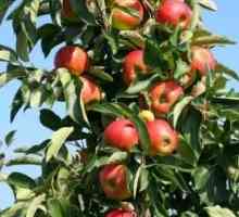 Apple Tree "Zhiguli" - dobro kasno raznolikost
