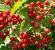 Viburnum bobice: što pomaže i ono svojstva