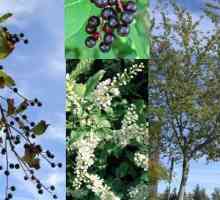 Bobice ptičje trešnje: korisna svojstva, fotografije