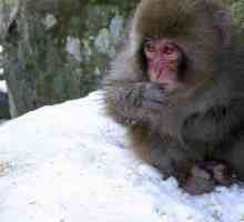 Japanski makaki (foto). Japanski snijeg makak
