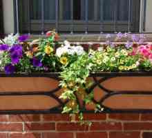 Cvijet kutije na balkonu: svijetlo fasada dekoracija