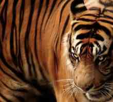 Javanski tigar je bio živ? Opis vrste