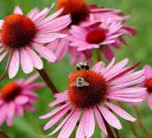 Echinacea: cvijeće lijepe biljke jačaju imunološki sustav