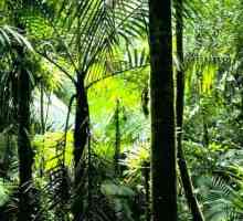 Ekvatorska šuma - pluća našeg planeta