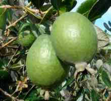 Egzotično voće ACCA SELLOWIANA. Korisna svojstva i kontraindikacije