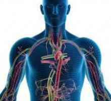 Endokrini sustav - ... endokrinih žlijezda