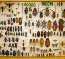 Entomologija - to je to znanost? Što studira entomologiju